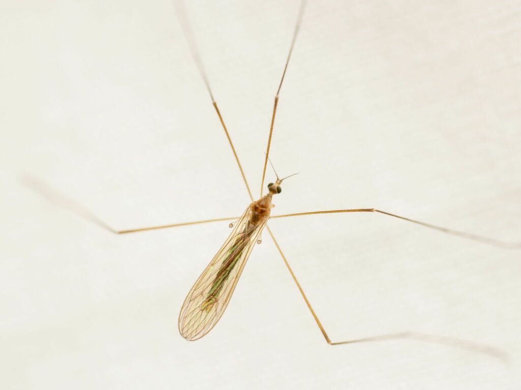 Pseudolimnophila noveboracensis