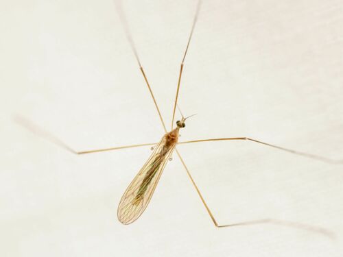 Pseudolimnophila noveboracensis