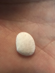 Semele bellastriata