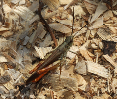 Chorthippus maritimus