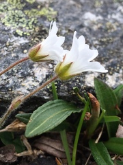 Cerastium nigrescens