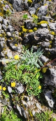 Hieracium villosum