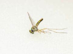 Amblypsilopus variegatus