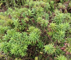Darwiniothamnus lancifolius