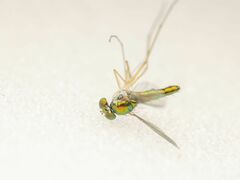 Amblypsilopus variegatus