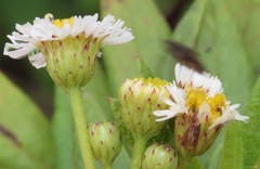 Darwiniothamnus lancifolius
