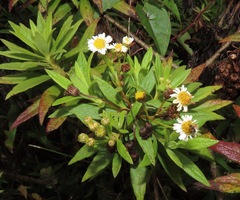 Darwiniothamnus lancifolius