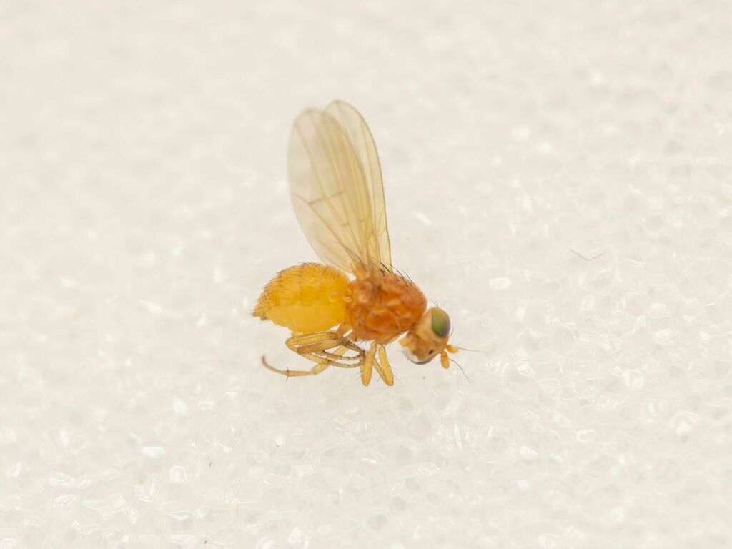 Poecilominettia puncticeps