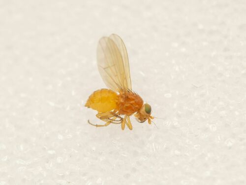 Poecilominettia puncticeps