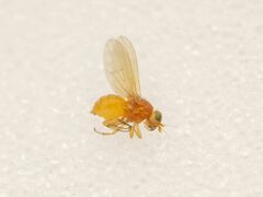 Poecilominettia puncticeps