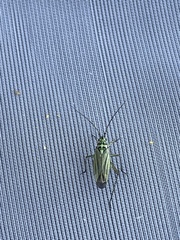 Oncotylus viridiflavus