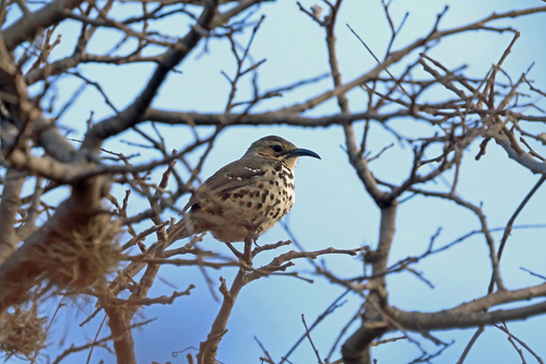 Ocellated Thrasher (Toxostoma ocellatum), photo 9