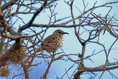 Ocellated Thrasher photo 5