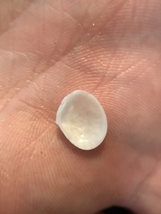 Semele bellastriata