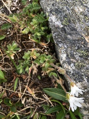 Cerastium nigrescens