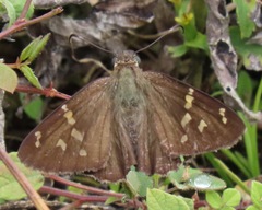 Thorybes dorantes galapagensis