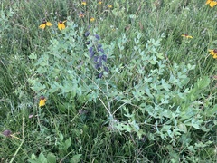 Baptisia alba macrophylla