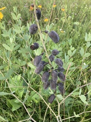 Baptisia alba macrophylla