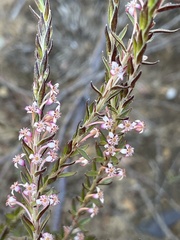 Struthiola ericoides