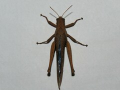 Abracris flavolineata