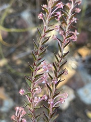 Struthiola ericoides