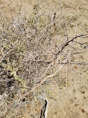 Aeoloplides californicus