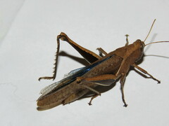 Abracris flavolineata