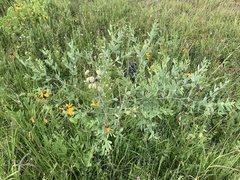 Baptisia alba macrophylla