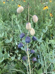 Baptisia alba macrophylla
