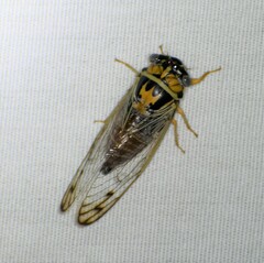 Diceroprocta delicata