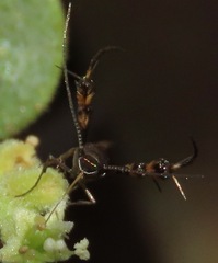 Aetole galapagoensis