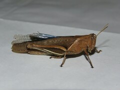 Abracris flavolineata