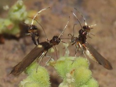 Aetole galapagoensis