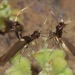 Aetole galapagoensis - Photo (c) Rich Hoyer, algunos derechos reservados (CC BY-NC-SA), subido por Rich Hoyer