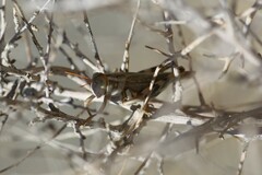 Aeoloplides californicus