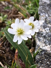 Cerastium nigrescens