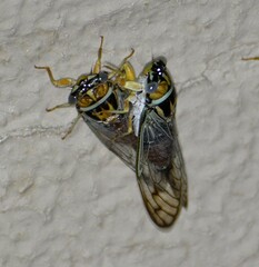 Diceroprocta delicata