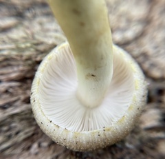 Russula pulverulenta