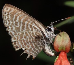 Leptotes parrhasioides