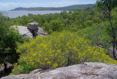 Acacia leptostachya