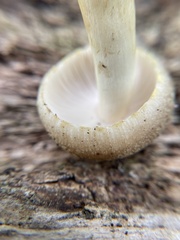 Russula pulverulenta