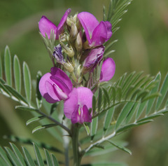 Tephrosia astragaloides