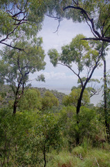 Eucalyptus drepanophylla