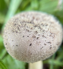 Russula pulverulenta