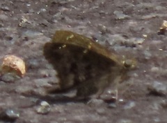 Thorybes dorantes galapagensis