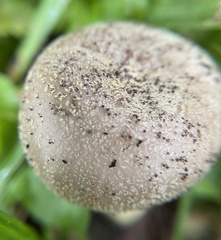Russula pulverulenta