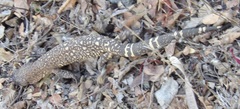 Heloderma horridum