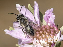 Andrena chalcogastra