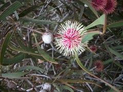 Hakea laurina