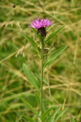 Centaurea decipiens